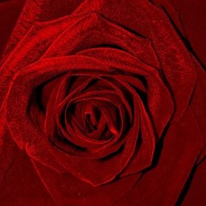 Meet your Posher, Tess