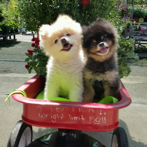 Meet your Posher, Marianne - Picture 5 of 5