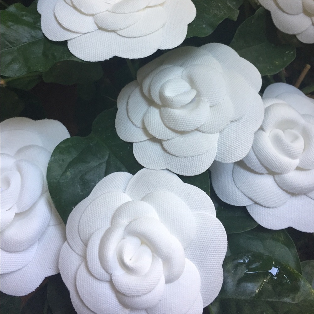 🍃💕Camellia Time - Picture 3 of 3