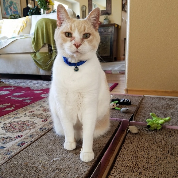 Meet your Posher, Michelle - Picture 3 of 4