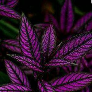 Meet your Posher, Tamara