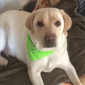 Meet your Posher, Jake