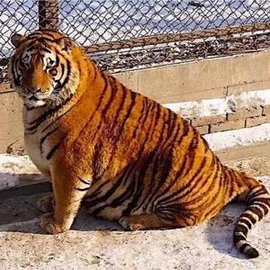 Meet your Posher, Leo x.