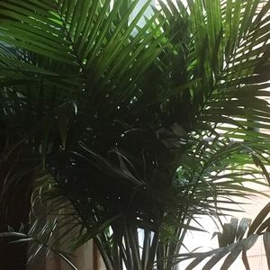 Meet your Posher, Roxanne