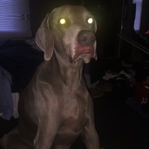 Weimeriener (12 years)