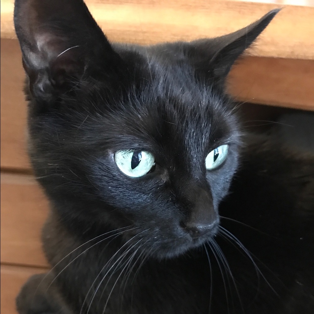 Meet your Posher, Syl