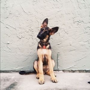 Meet your Posher, Jazzy