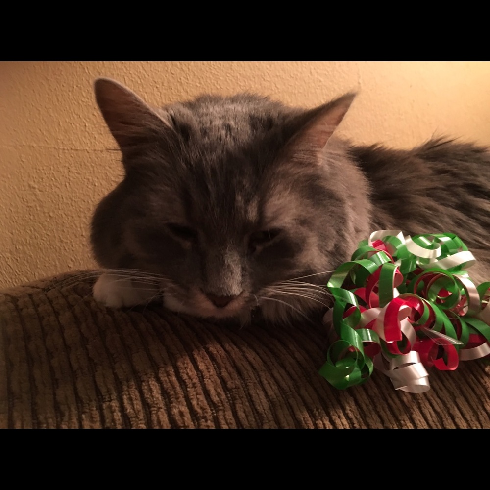 Meet your Posher, Kat