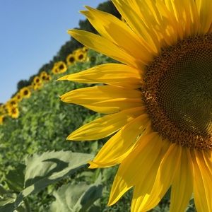 Meet your Posher, Sandy