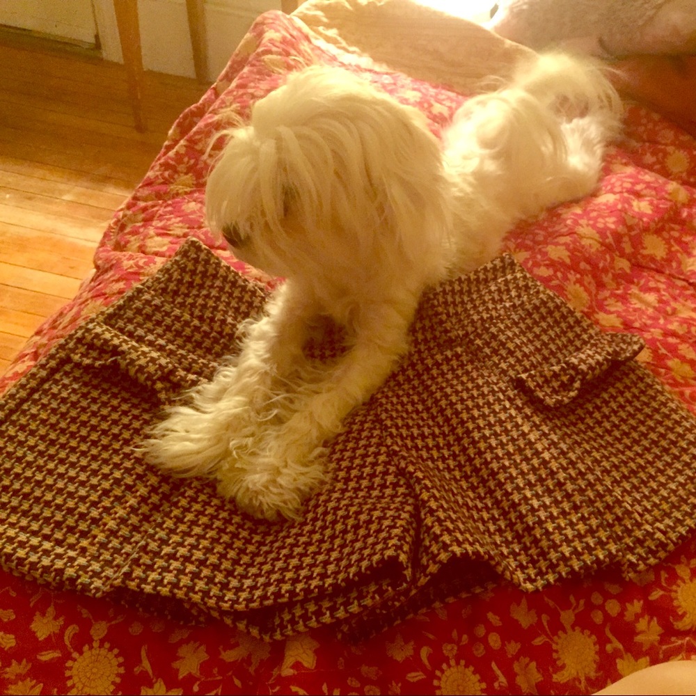 Cutie Patootie Shorts, dogs want to wear them too!