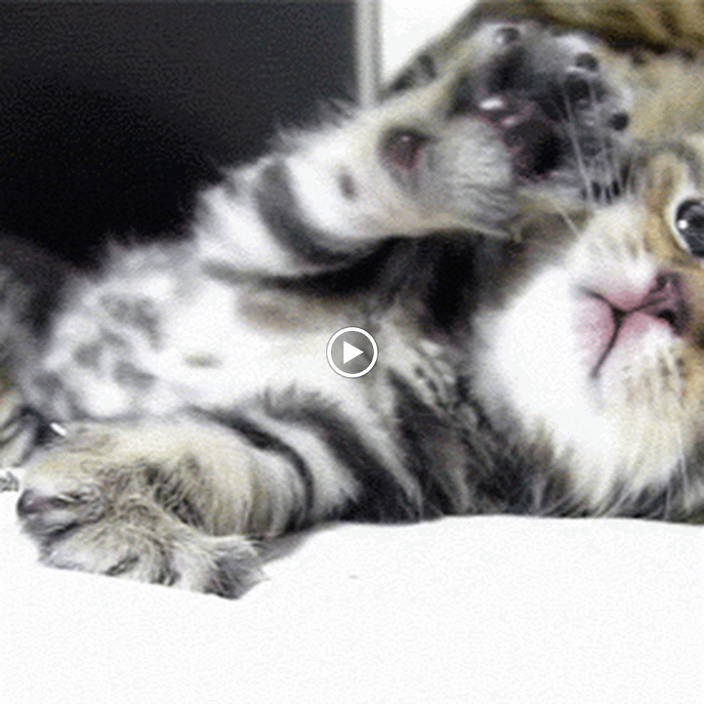 Meet your Posher, Sasha