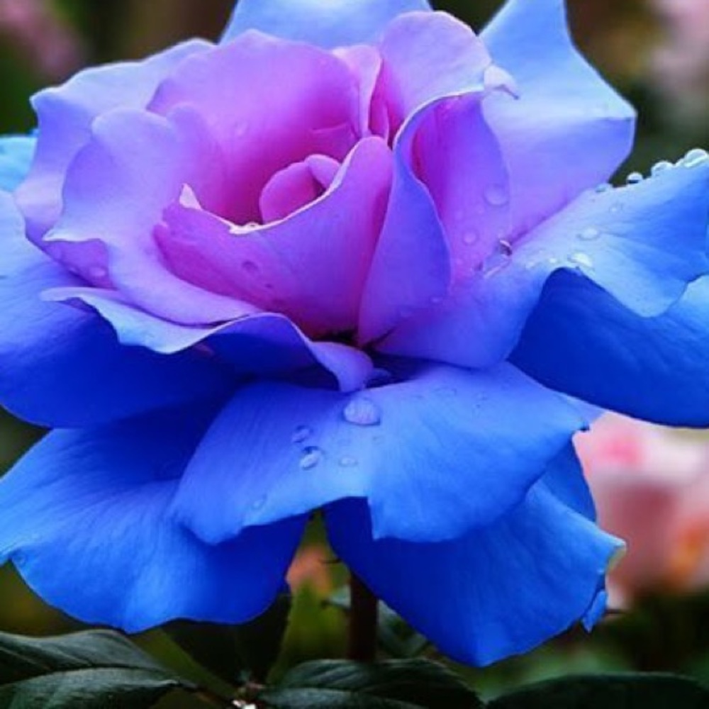 Meet your Posher, Rose