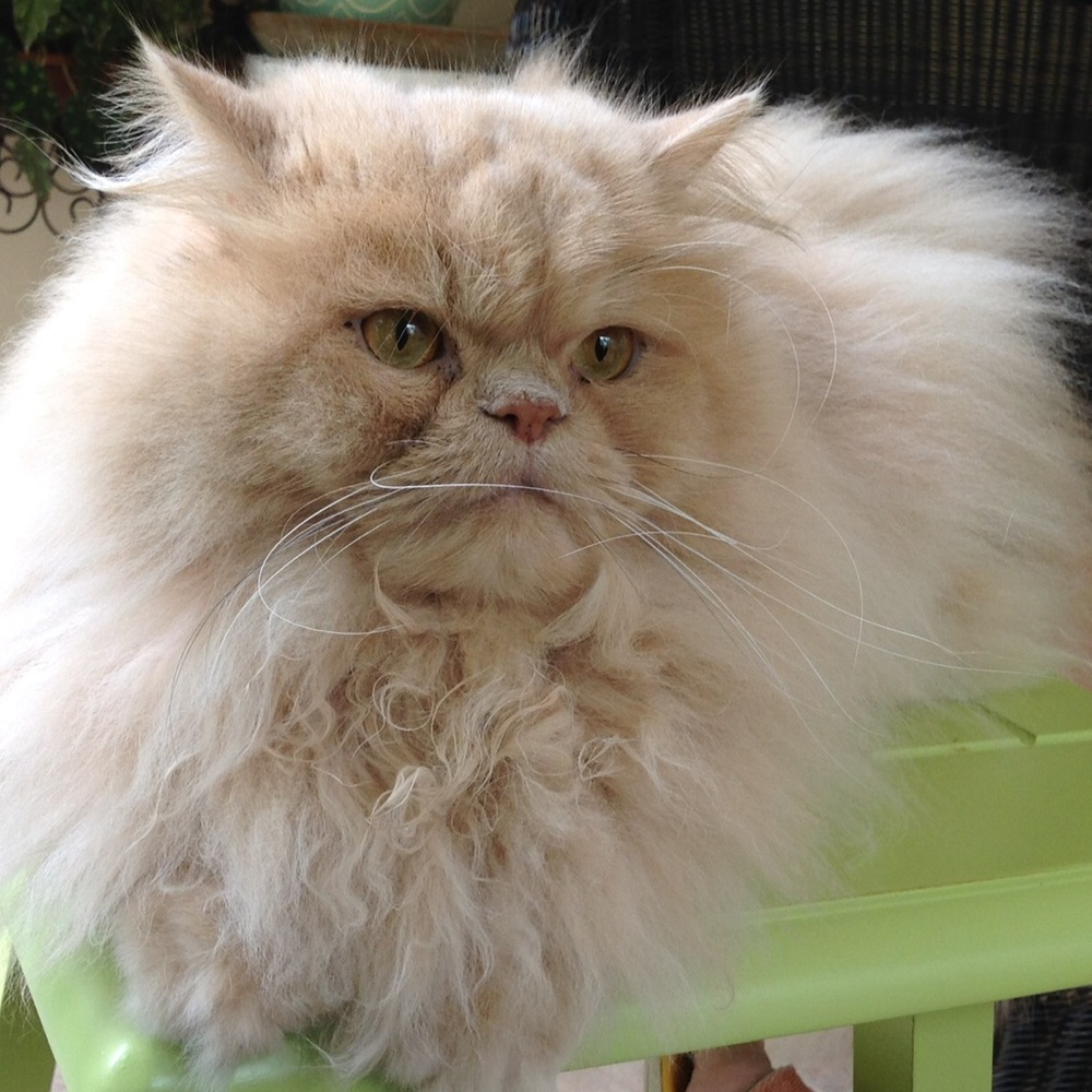 Meet your Posher, Louise