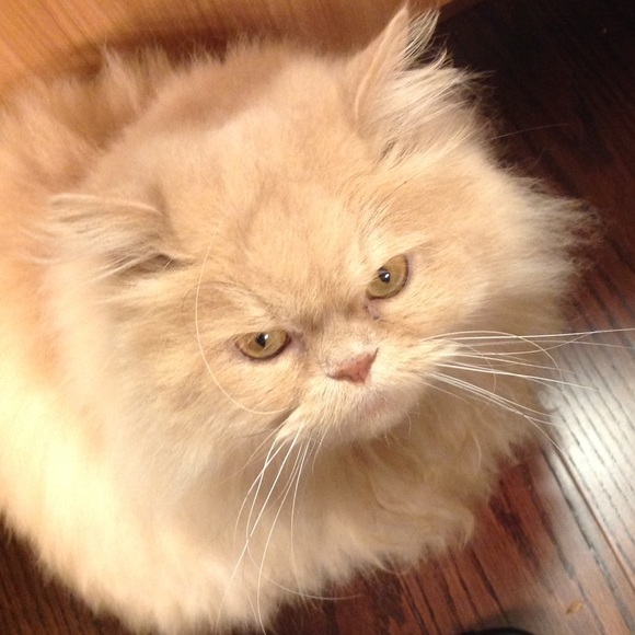 Meet your Posher, Louise - Picture 8 of 10