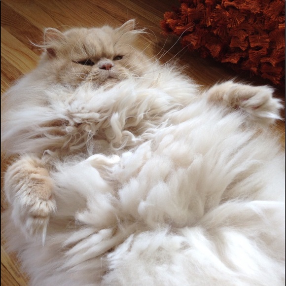 Meet your Posher, Louise - Picture 2 of 10