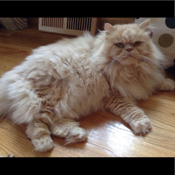 Meet your Posher, Louise - Picture 6 of 10