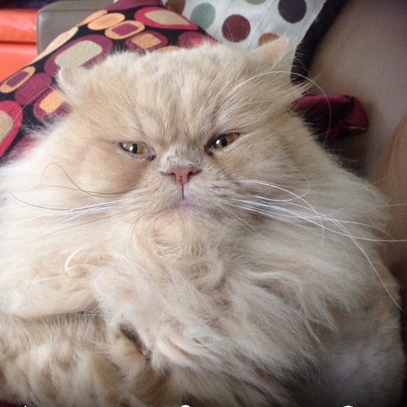 Meet your Posher, Louise - Picture 9 of 10