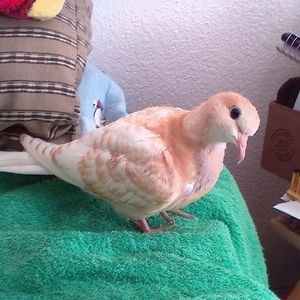 Meet your Posher, Kim