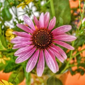 Meet your Posher, Maureen