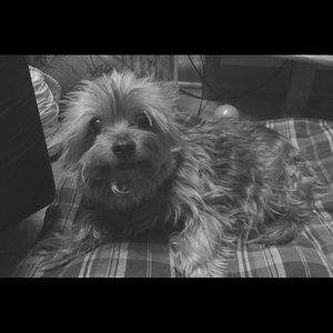 Meet your Posher, Frances