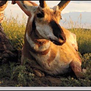 Meet your Posher, Richard