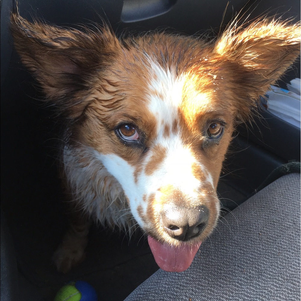 Meet your Posher, Jonas