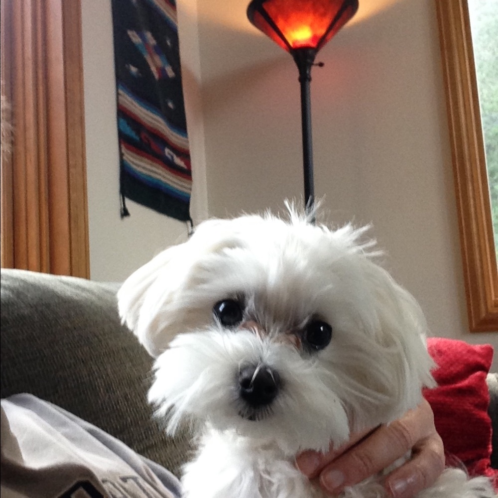 Meet your Posher, Missy