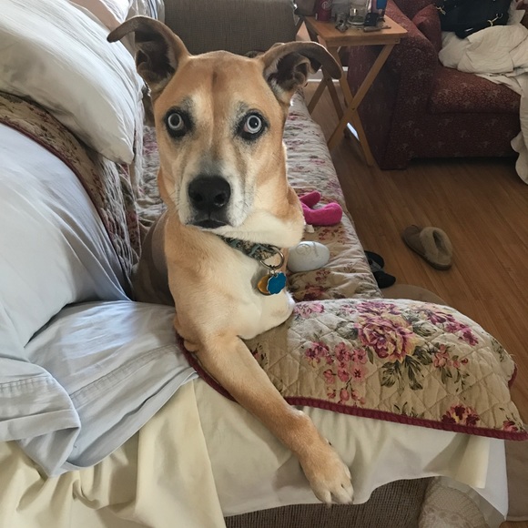 Meet your Posher, Spookie Susie! - Picture 5 of 8