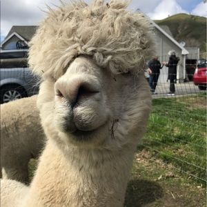 Meet your Posher, Tiffany