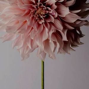 Meet your Posher, Pattie