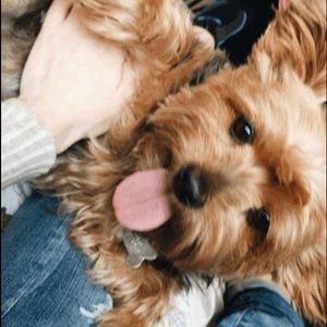 Meet your Posher, Carly