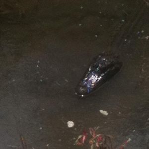 Meet your Posher, Janice