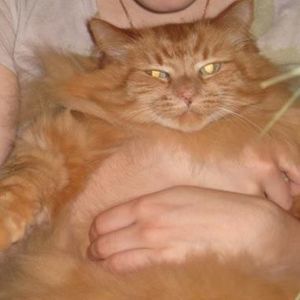 Meet your Posher, Faina