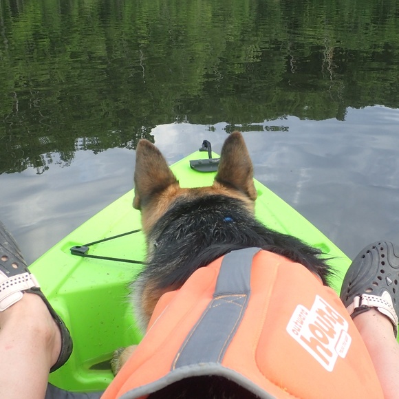 Meet your Posher, Sadie - Picture 2 of 3