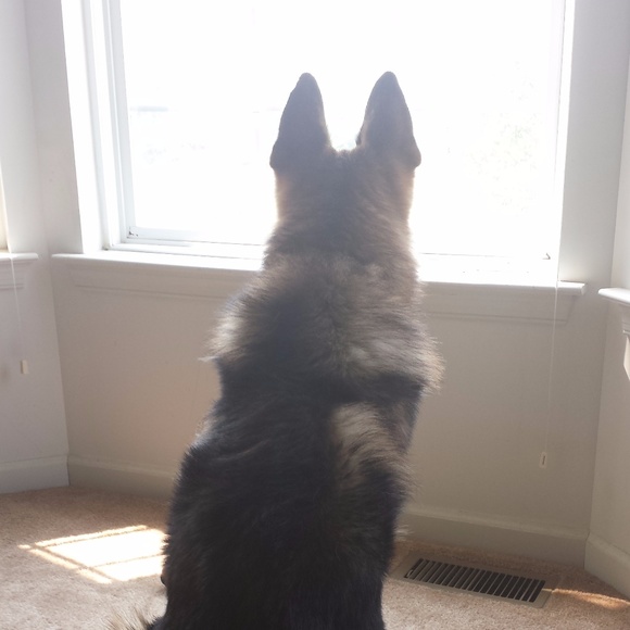 Meet your Posher, Sadie - Picture 3 of 3