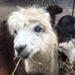 Meet your Posher, Cheryl