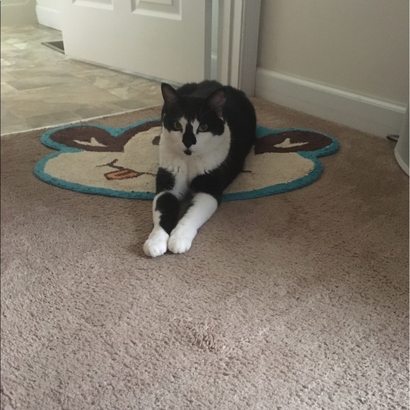 Meet your Posher, Maysbowie Mary - Picture 2 of 2