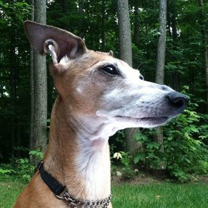 Meet your Posher, Wiki wiki