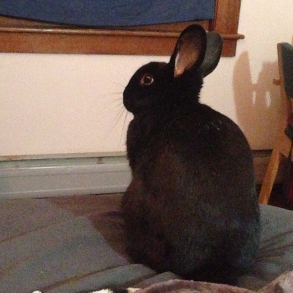 Meet your Posher, Jolie - Picture 1 of 1