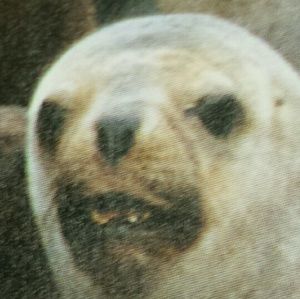 Meet your Posher, Sam