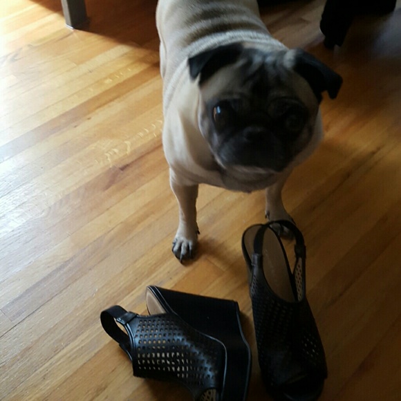 chinese laundry sneakers