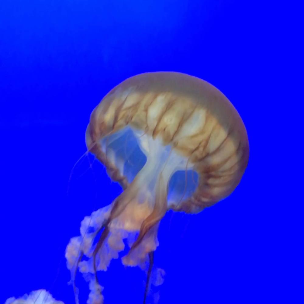 Meet your Posher, Thanh vẹn toàn