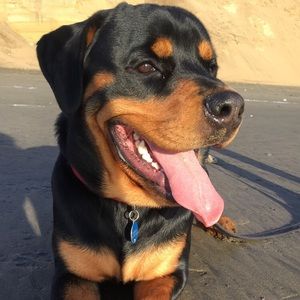 Meet your Posher, Gianna