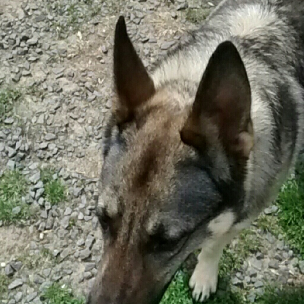 Meet your Posher, Dini