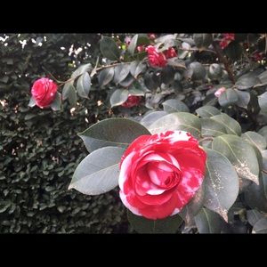 Meet your Posher, Helena