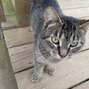 Meet your Posher, Penny