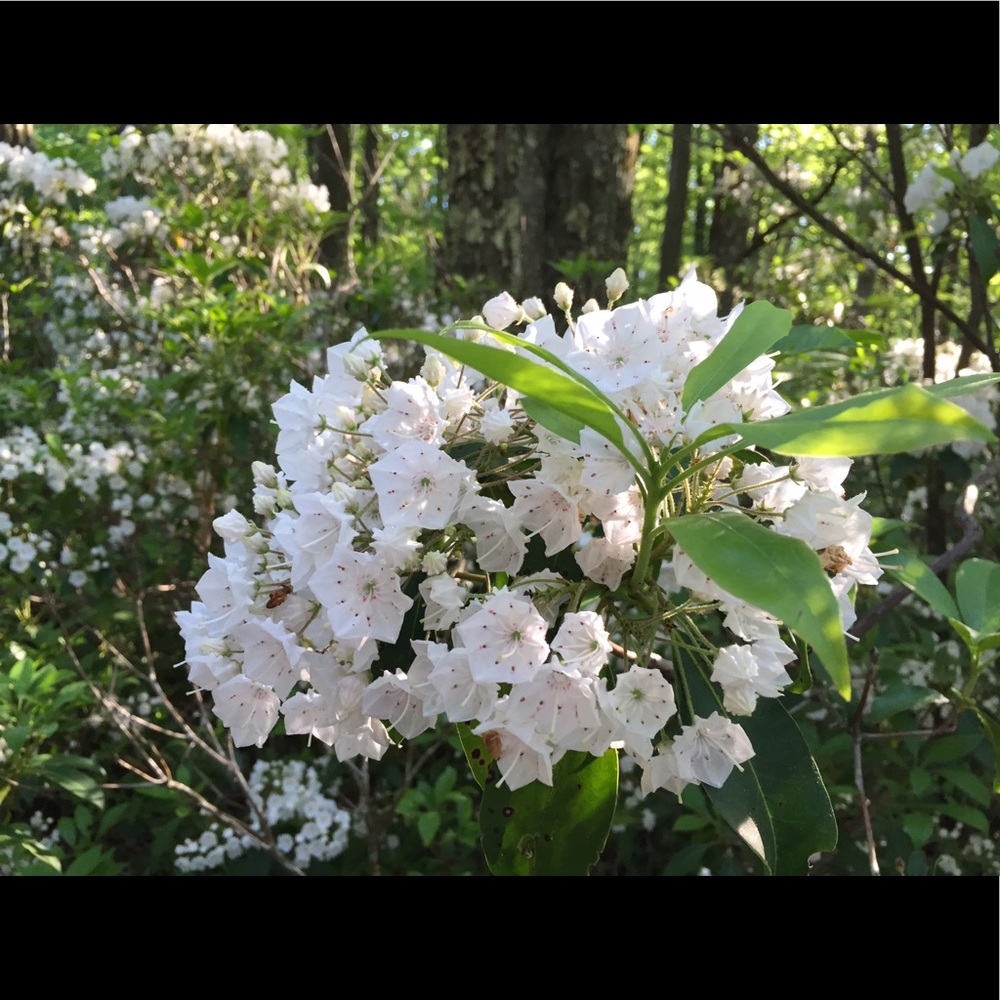 Meet your Posher, Leeann