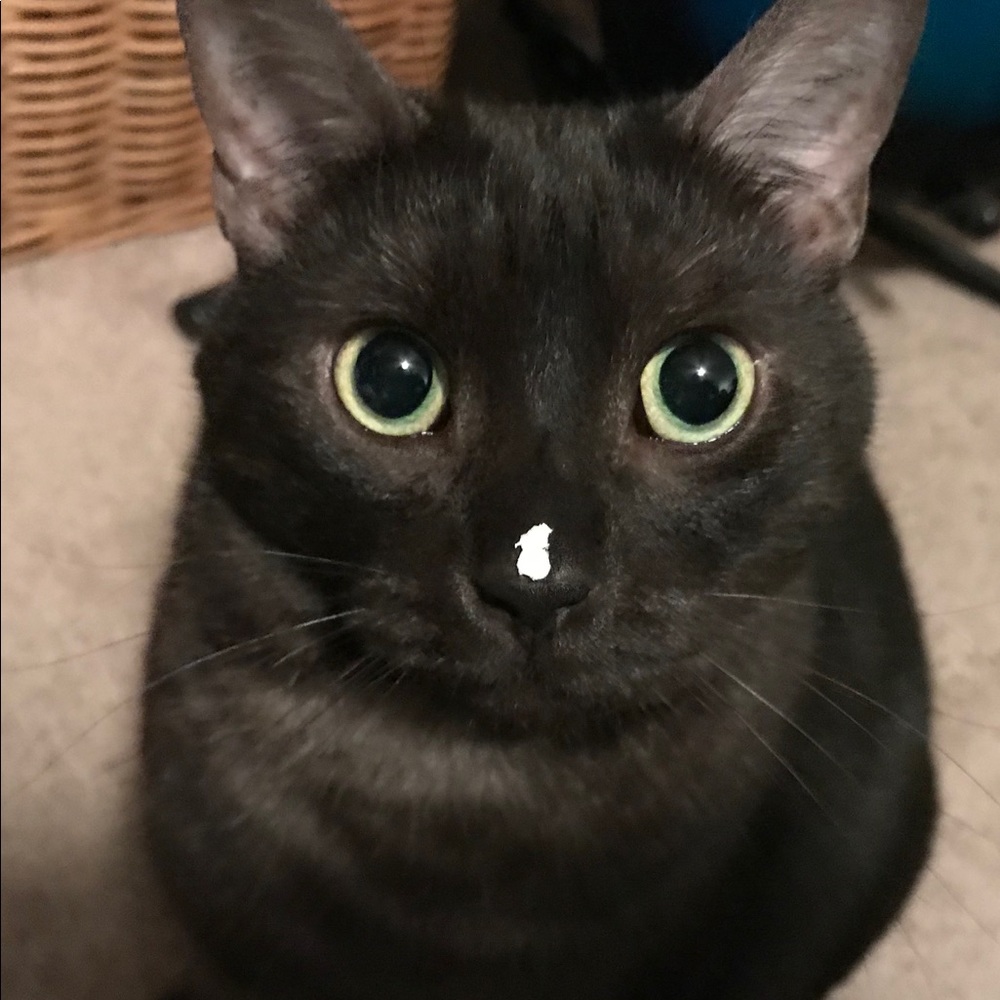 Meet your Posher, Christy - Picture 2 of 5