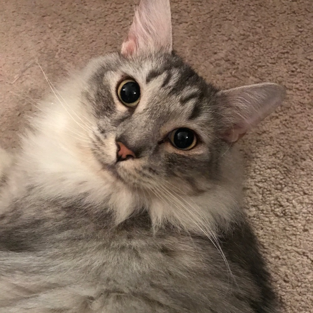 Meet your Posher, Christy - Picture 3 of 5