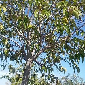 Meet your Posher, Reza